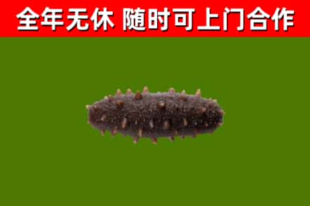 吴中烟酒回收干海参.jpg